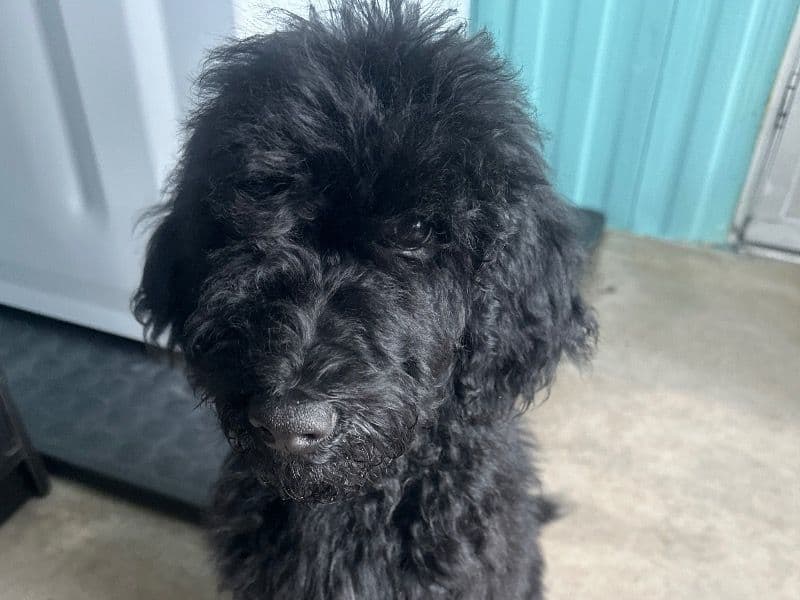Milo primary photo
