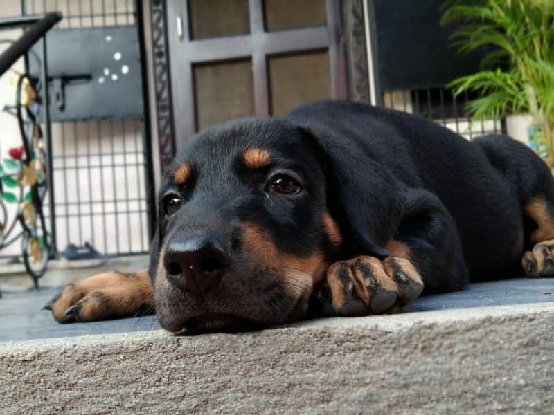 Bagheera primary photo