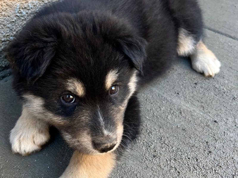 Husky/german Shepherd Puppies primary photo