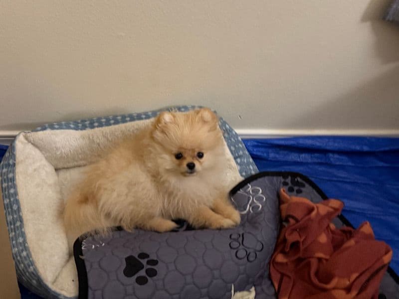 Pom primary photo