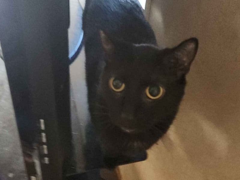 Loki primary photo