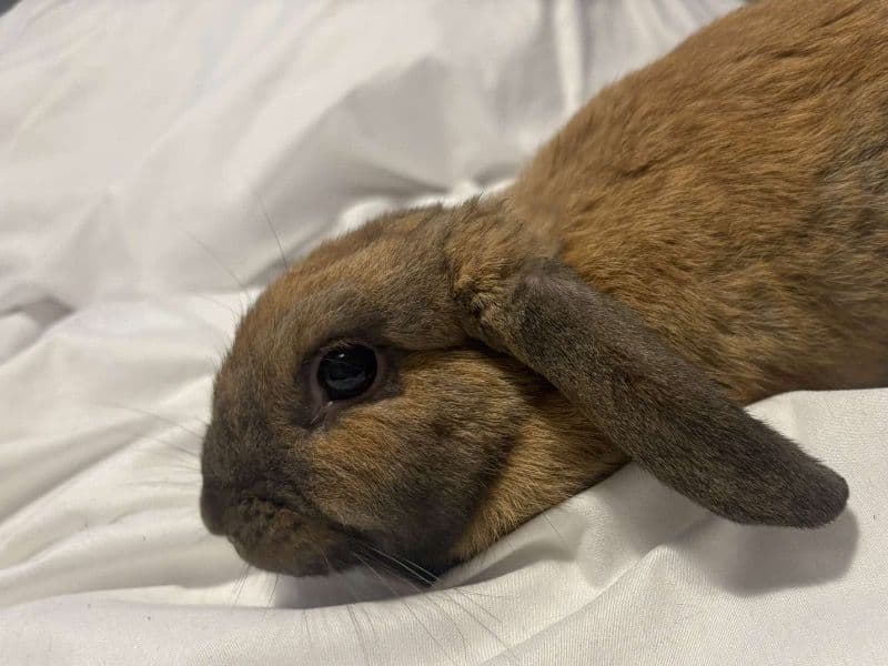 Truffle primary photo