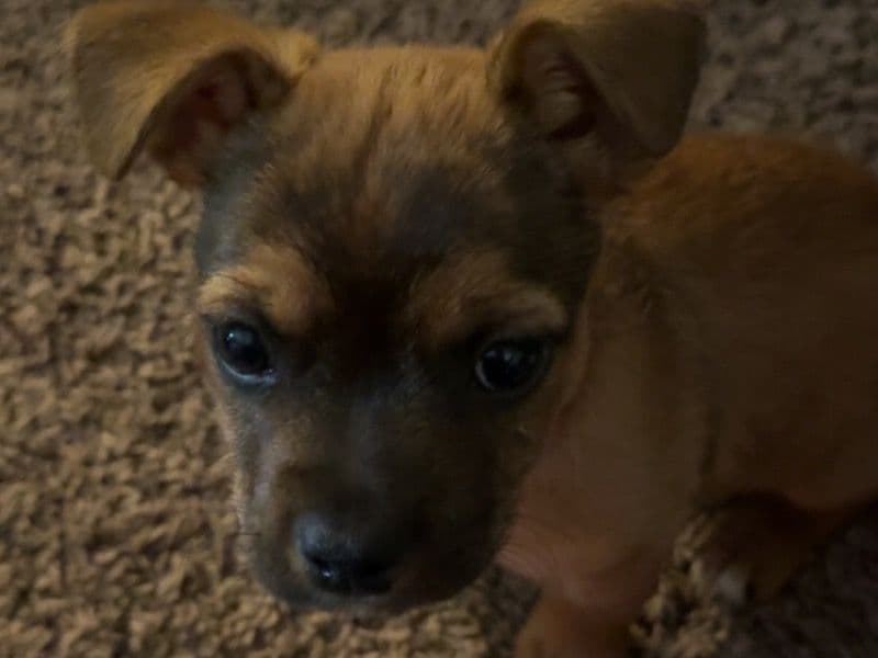 Bowser primary photo