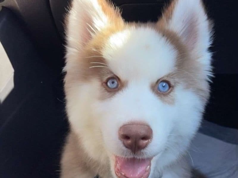 Koda primary photo