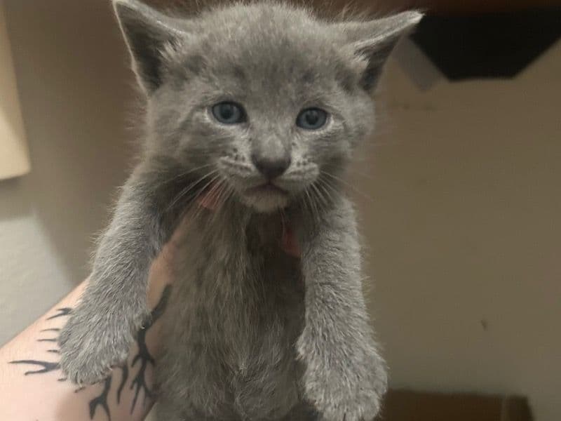 Kitten primary photo