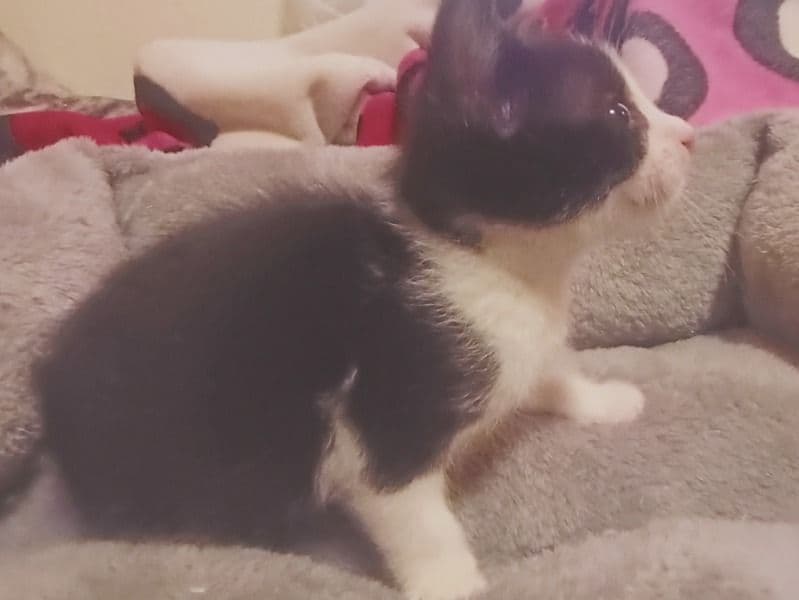 Oreo primary photo