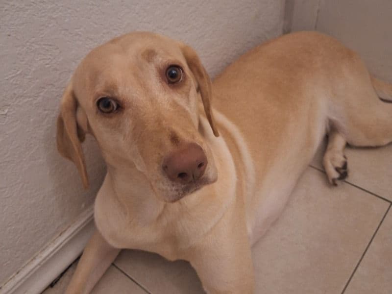 Mochi primary photo