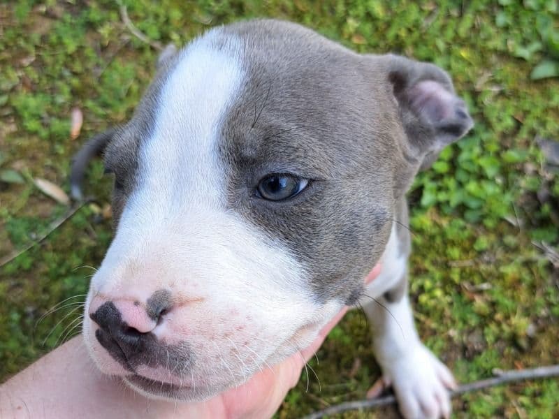 Green Collar primary photo
