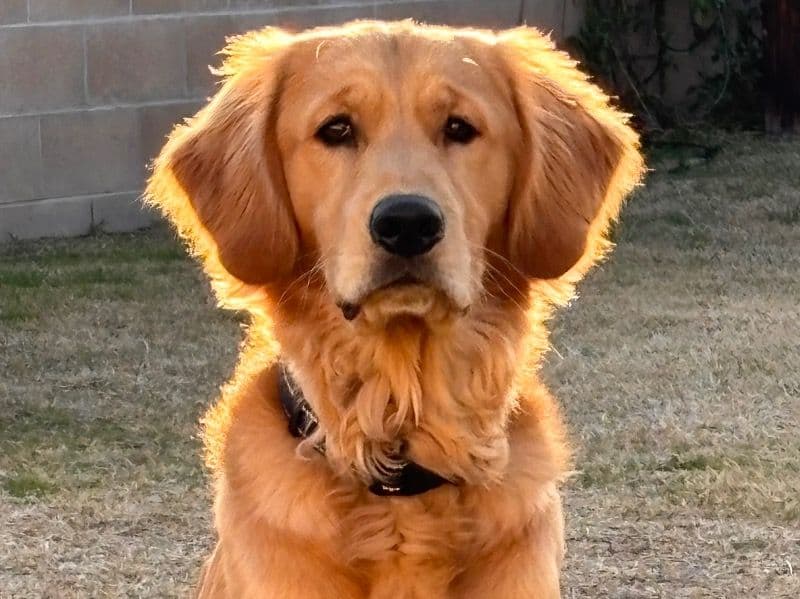 Marley primary photo