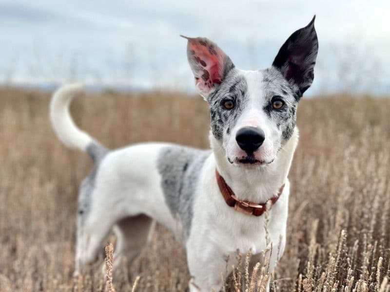 Taro primary photo