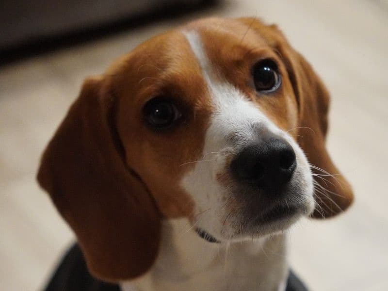 Toby primary photo