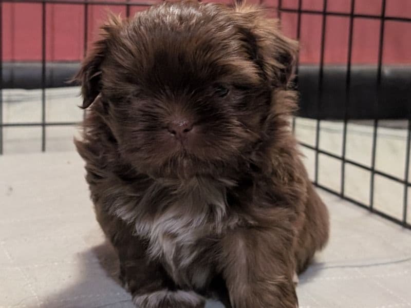 Waffles primary photo