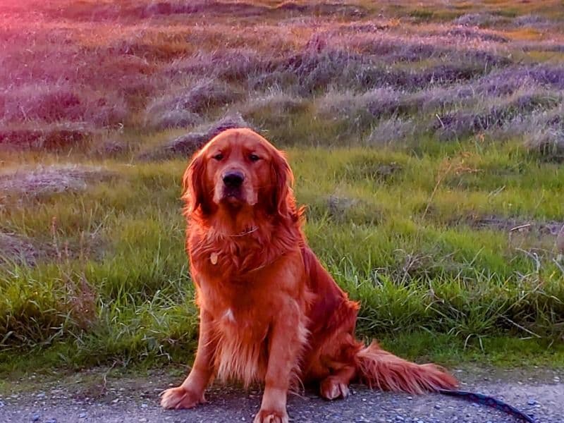 Max primary photo