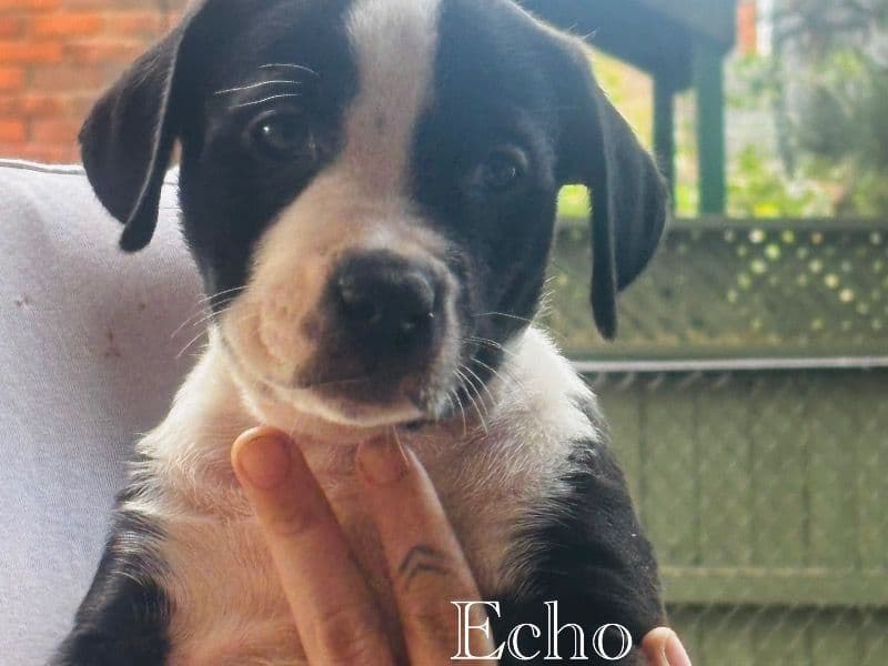 Echo primary photo