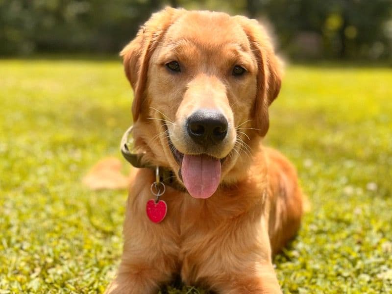 Finnegan primary photo