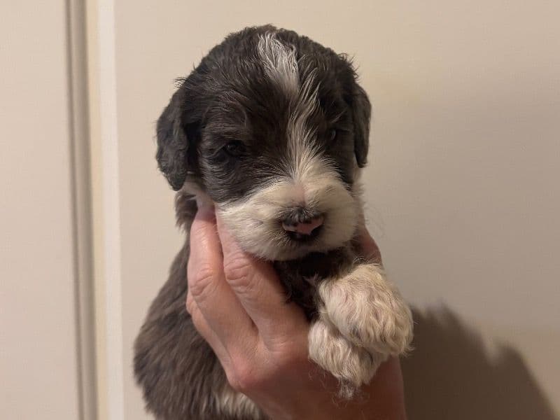 Bruno primary photo