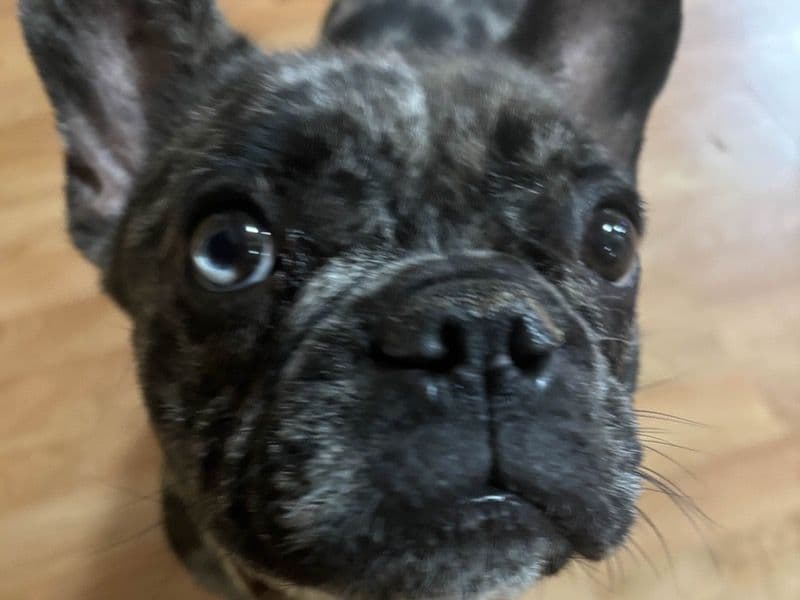 Oreo primary photo
