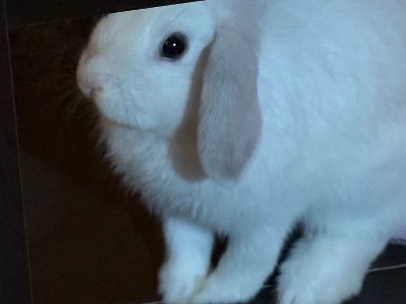 Easter primary photo