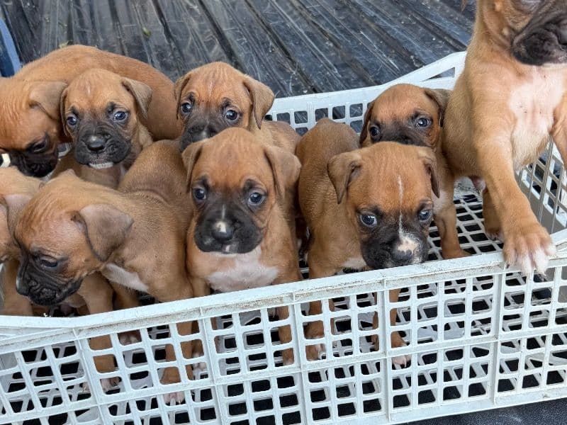 Boxer primary photo