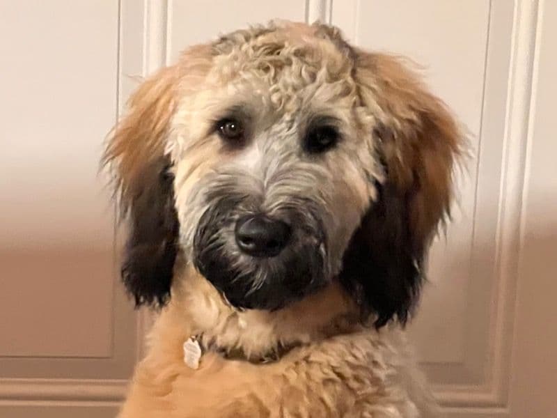 Zoey primary photo