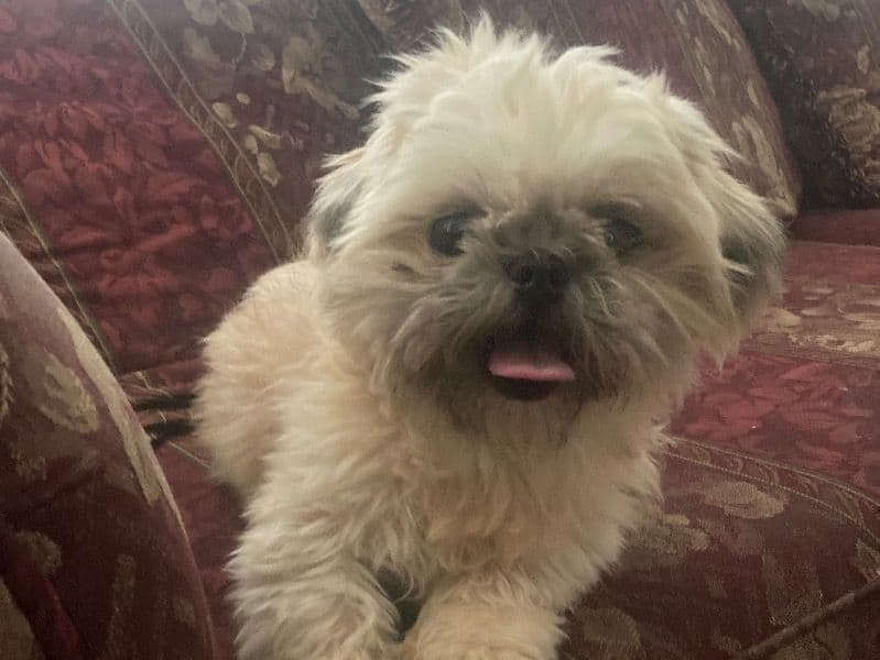 Bella primary photo