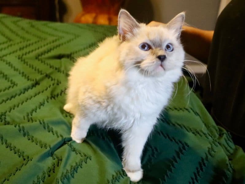 Bellatrix primary photo