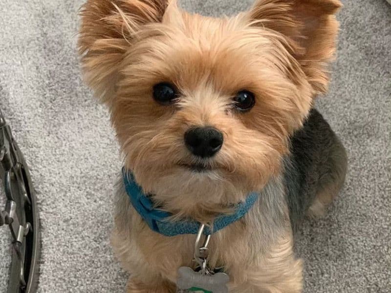 Teacupyorkie primary photo
