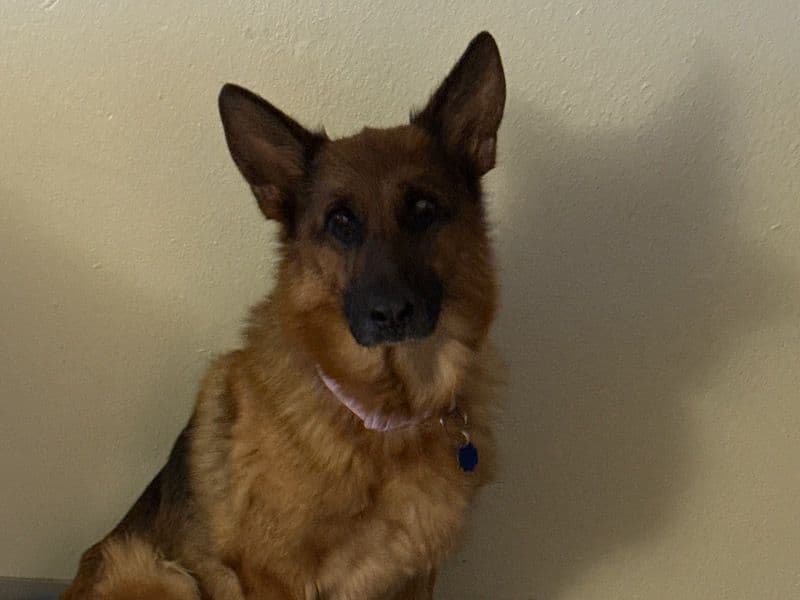 Sasha primary photo
