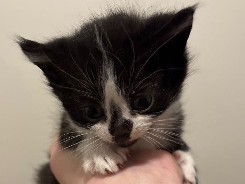Bean primary photo