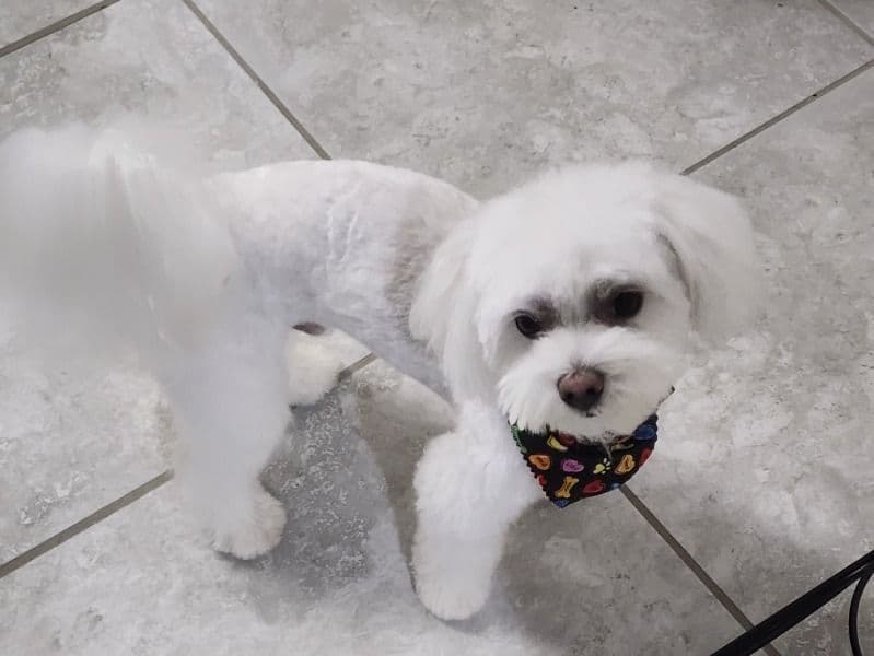 Peluche primary photo