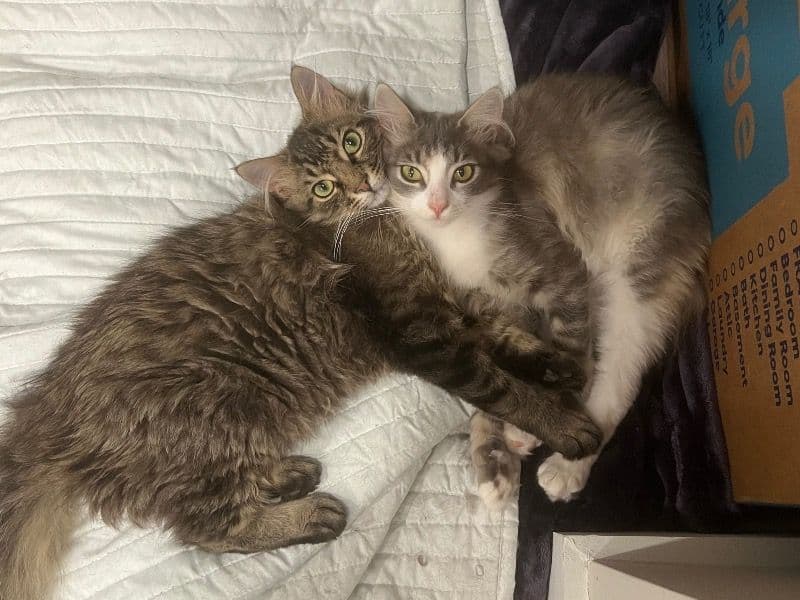 Kairo & Kyra primary photo