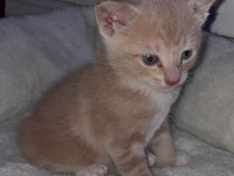 Milo primary photo