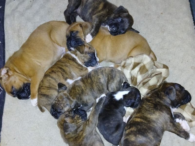 Boxer Puppies primary photo