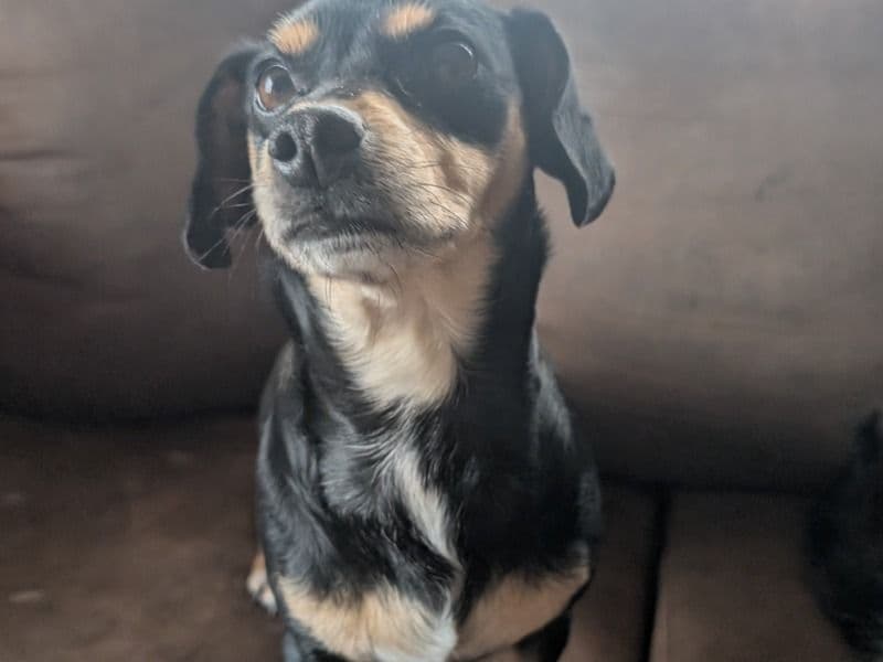 Lola primary photo
