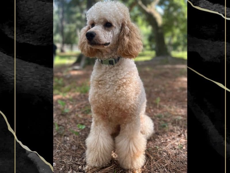 Wally primary photo