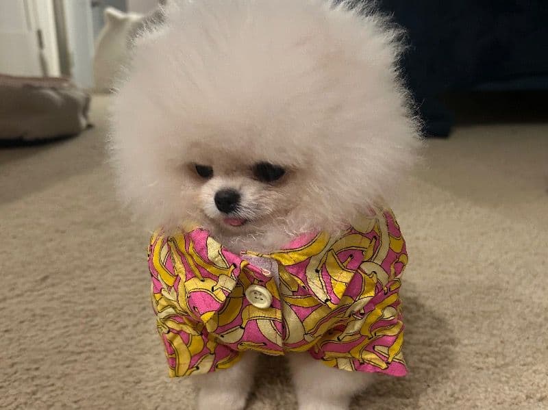 Yuki primary photo