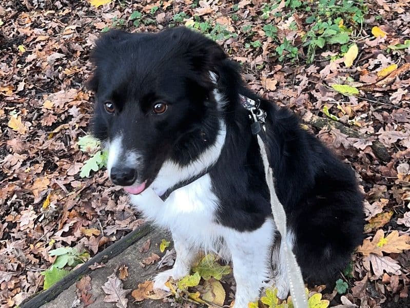 Bella primary photo