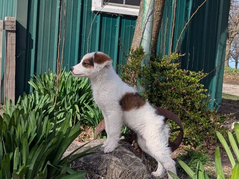 Daisy primary photo