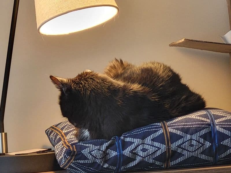 Luna primary photo