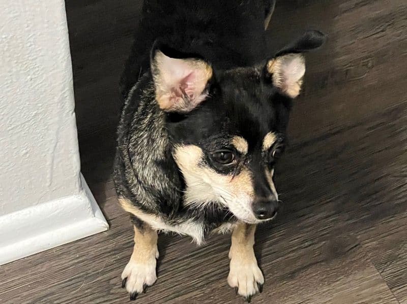 Rocsi primary photo