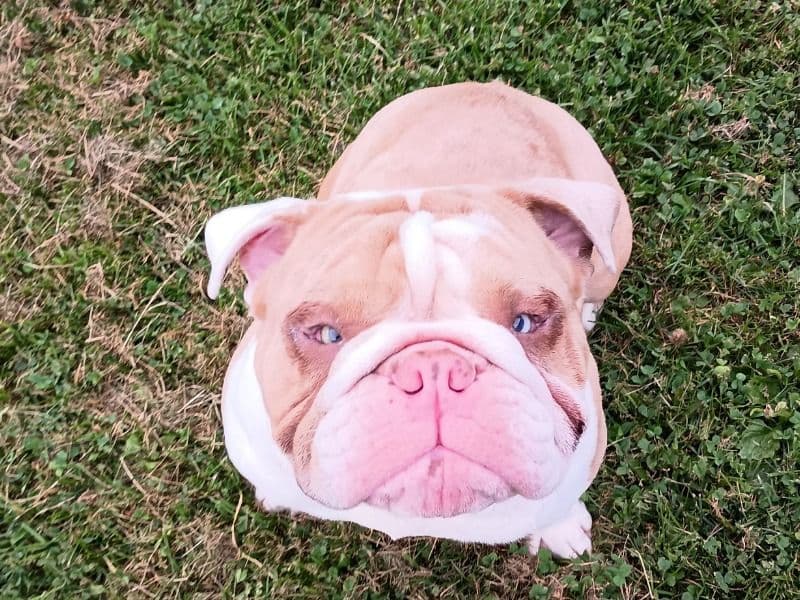 Hoss primary photo