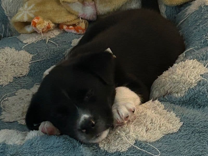 Bear primary photo