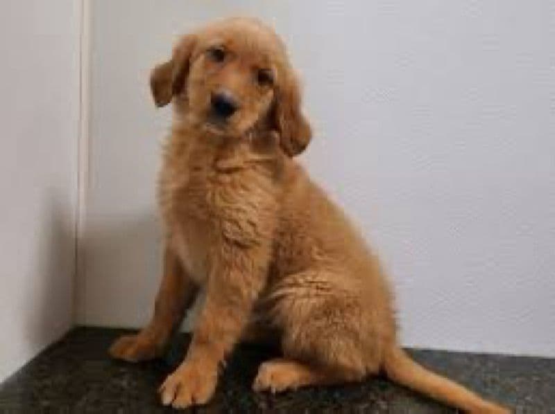 Chuck primary photo