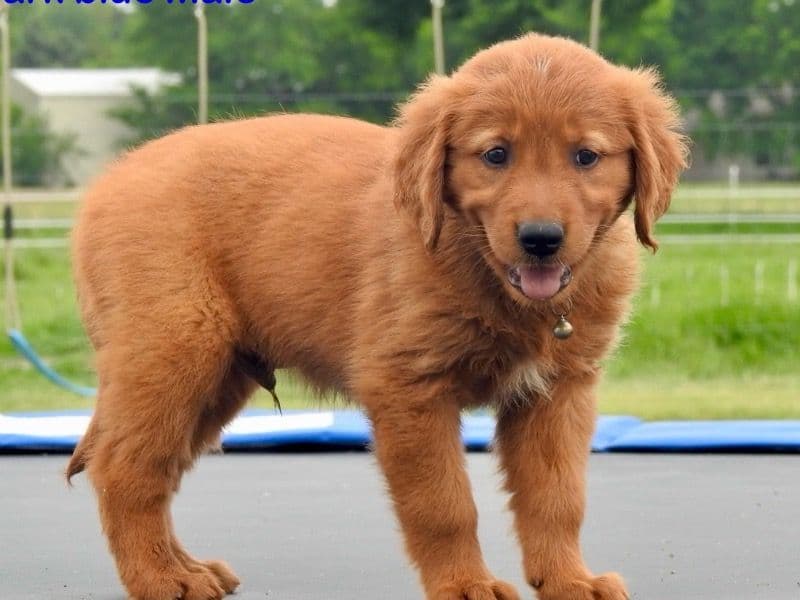 Mocha primary photo