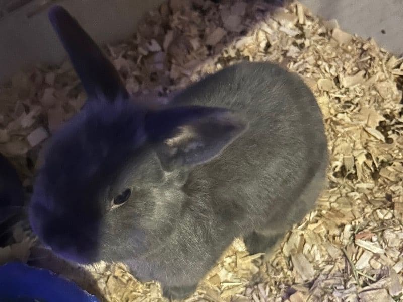 Blueberry primary photo