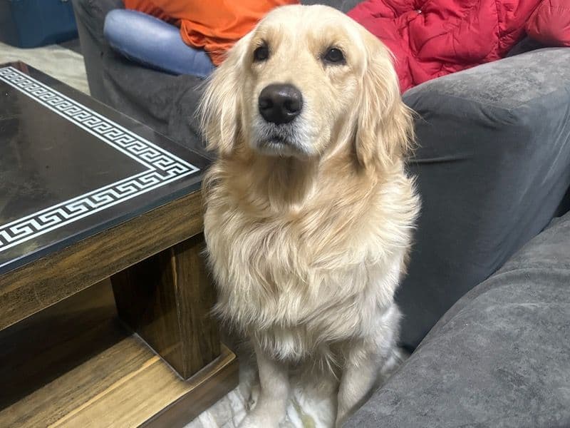 Coco primary photo