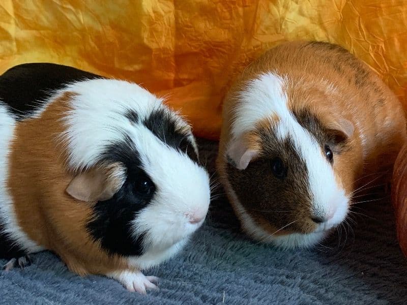 Sage And Luna primary photo