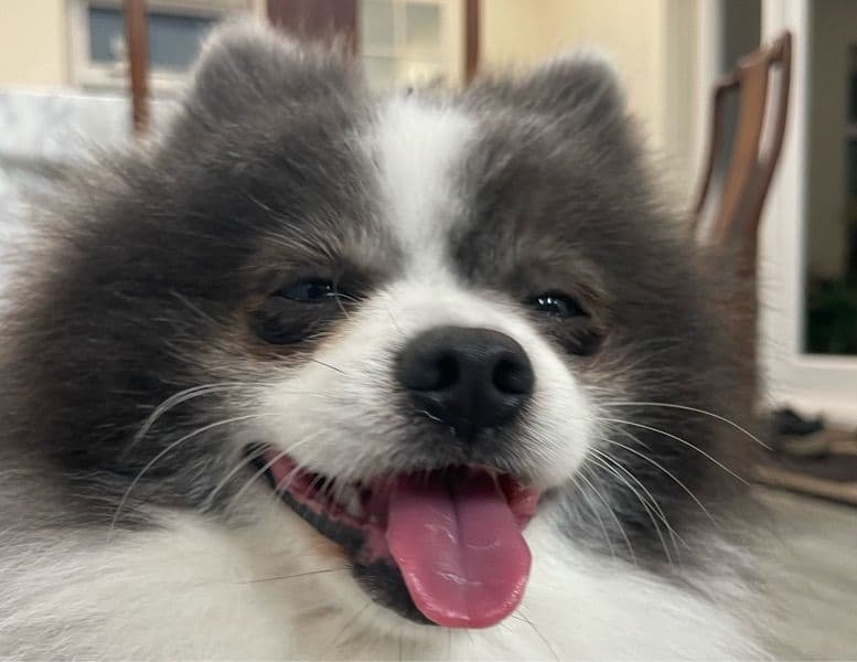 Bobby primary photo