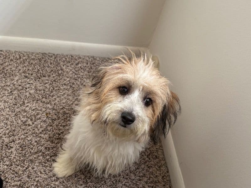Cookie primary photo