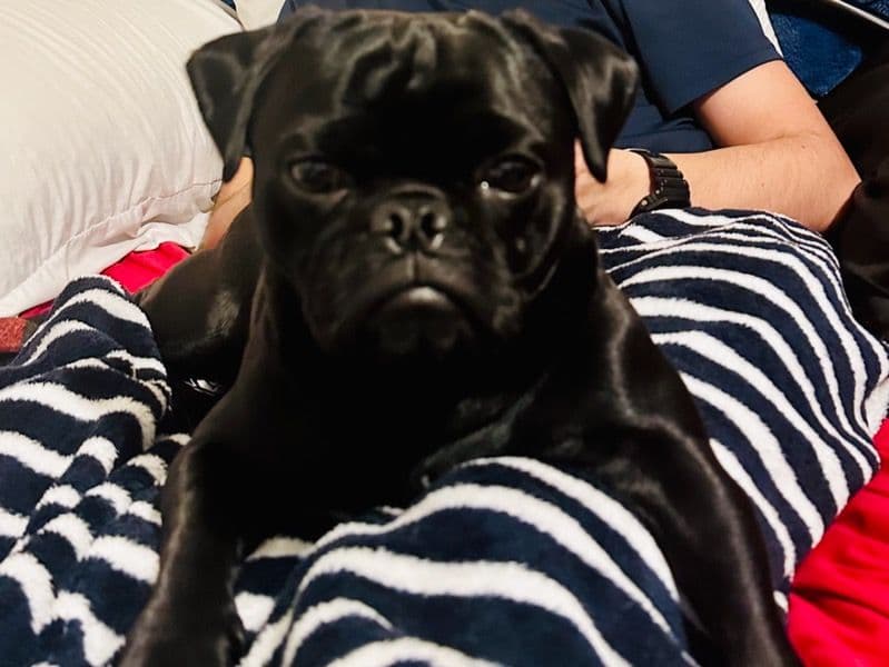 Nibbler primary photo